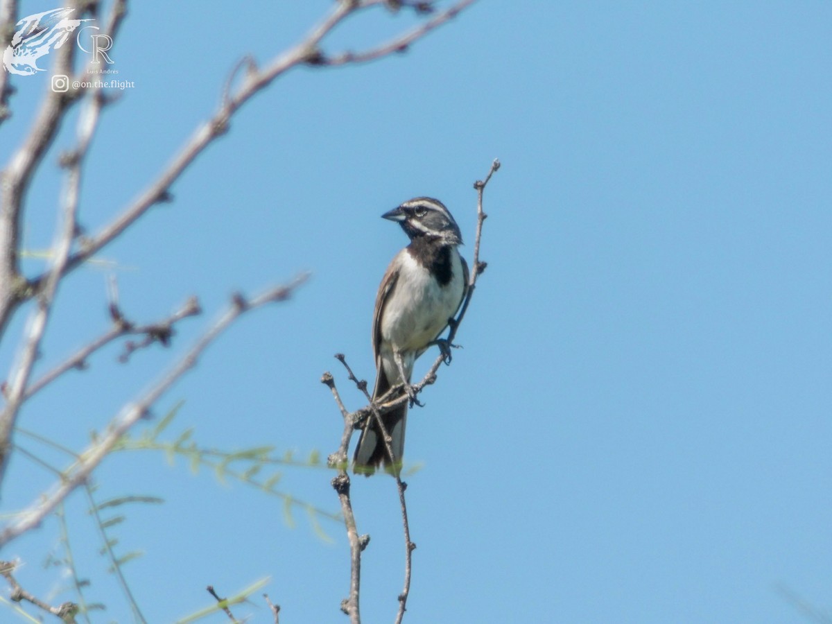 Black-throated Sparrow - ML642640323