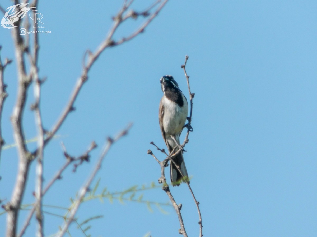 Black-throated Sparrow - ML642640324