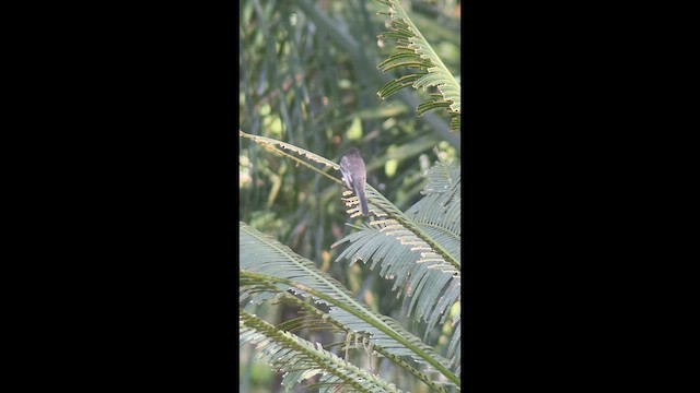 Black Phoebe - ML642640333