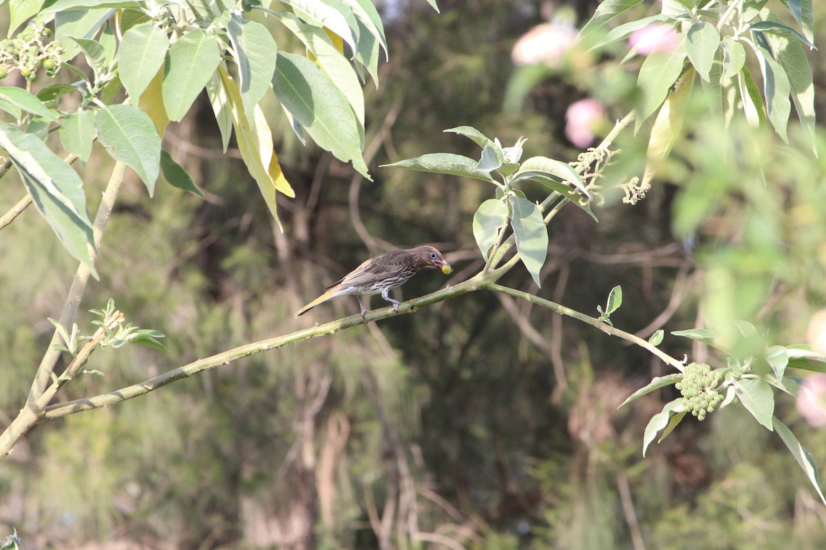 Australasian Figbird - ML642640334