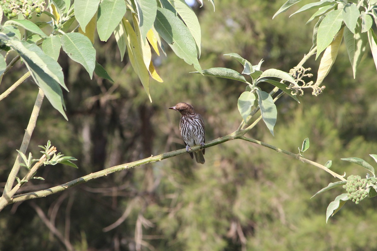 Australasian Figbird - ML642640339