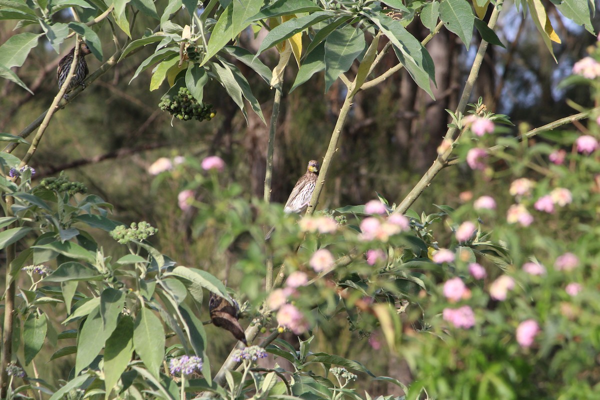 Australasian Figbird - ML642640340