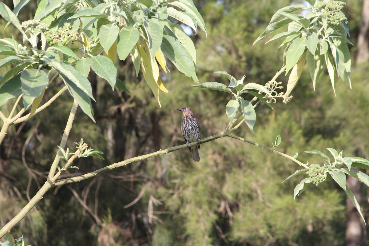 Australasian Figbird - ML642640341