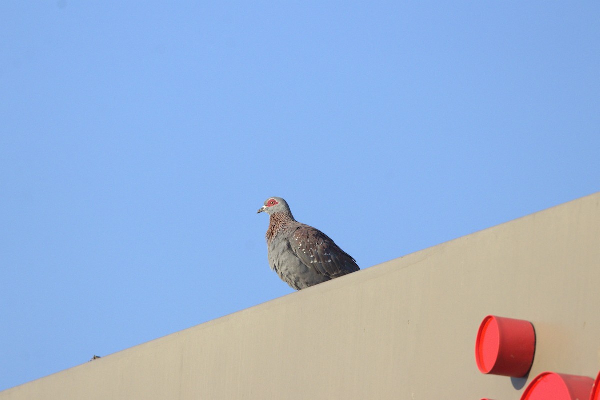 Speckled Pigeon - ML642640344