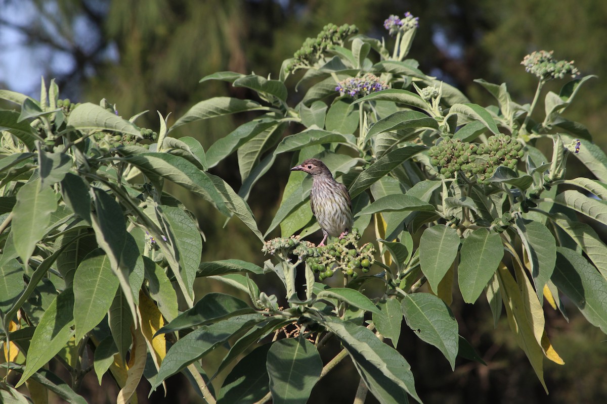 Australasian Figbird - ML642640345