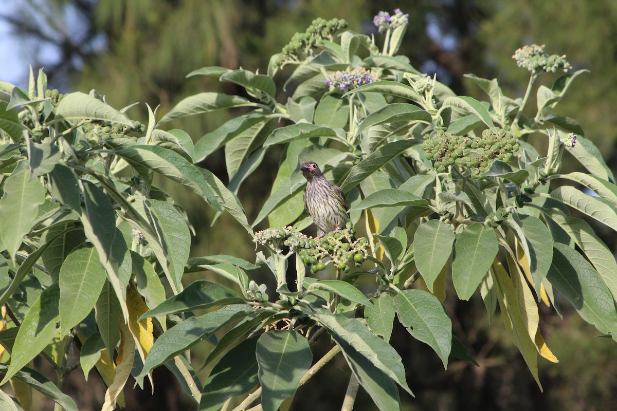 Australasian Figbird - ML642640346