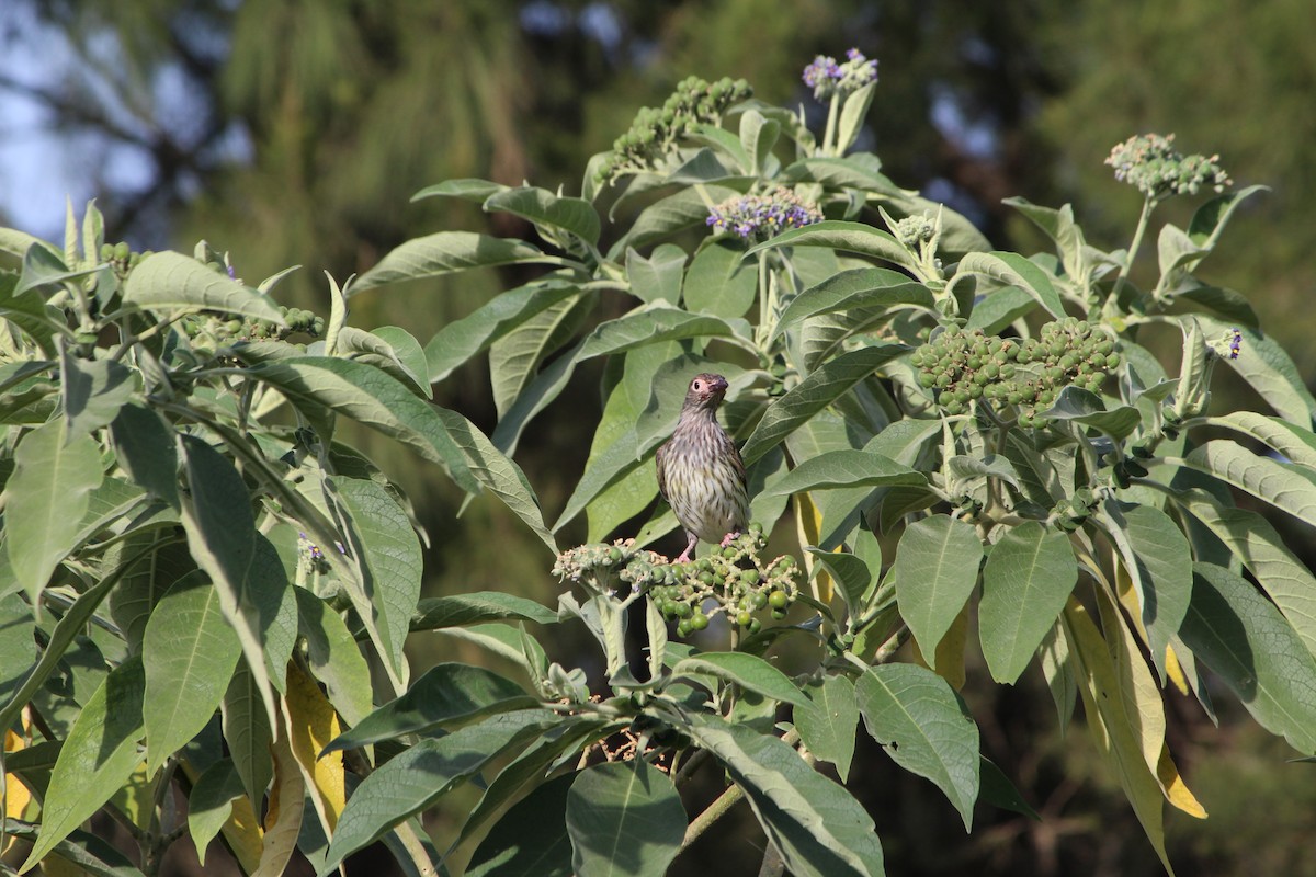 Australasian Figbird - ML642640347