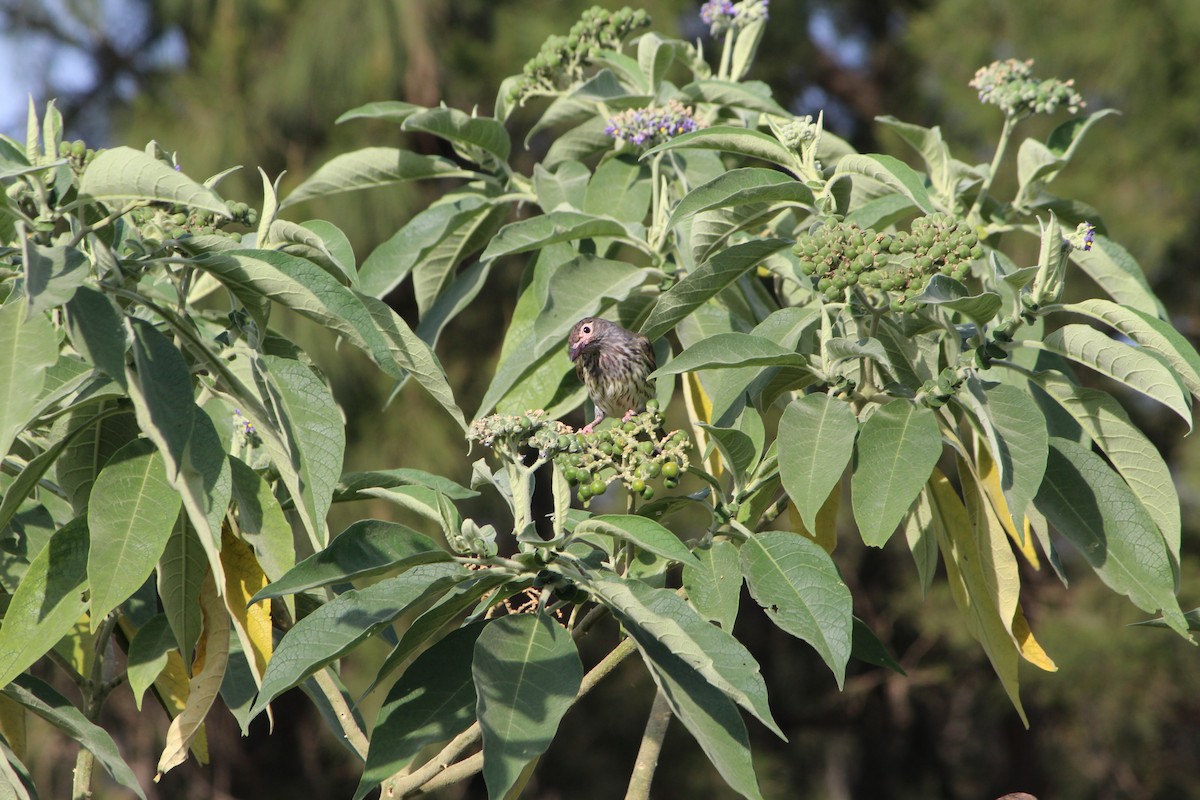 Australasian Figbird - ML642640349