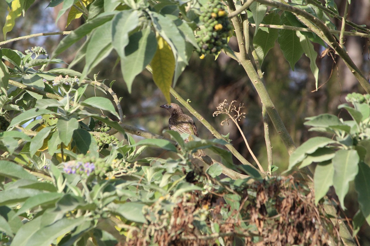 Australasian Figbird - ML642640350
