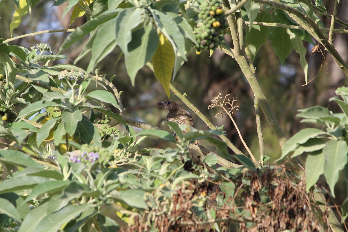 Australasian Figbird - ML642640351