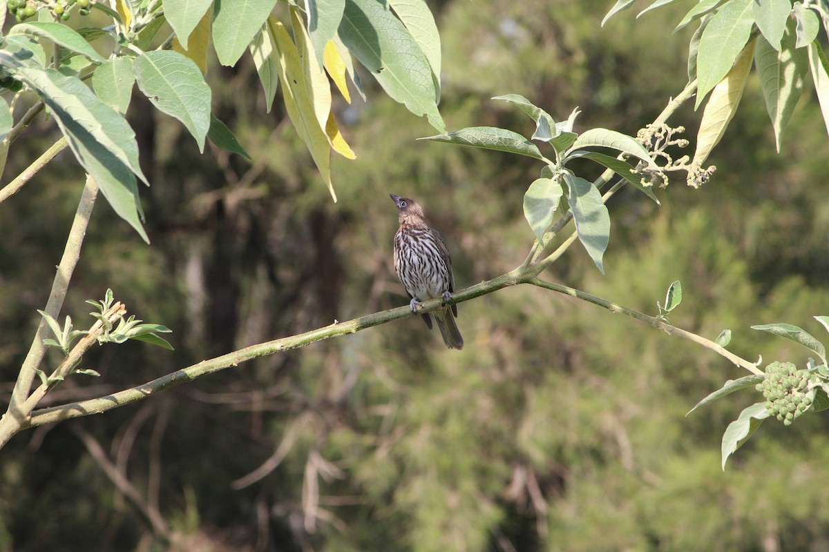 Australasian Figbird - ML642640353