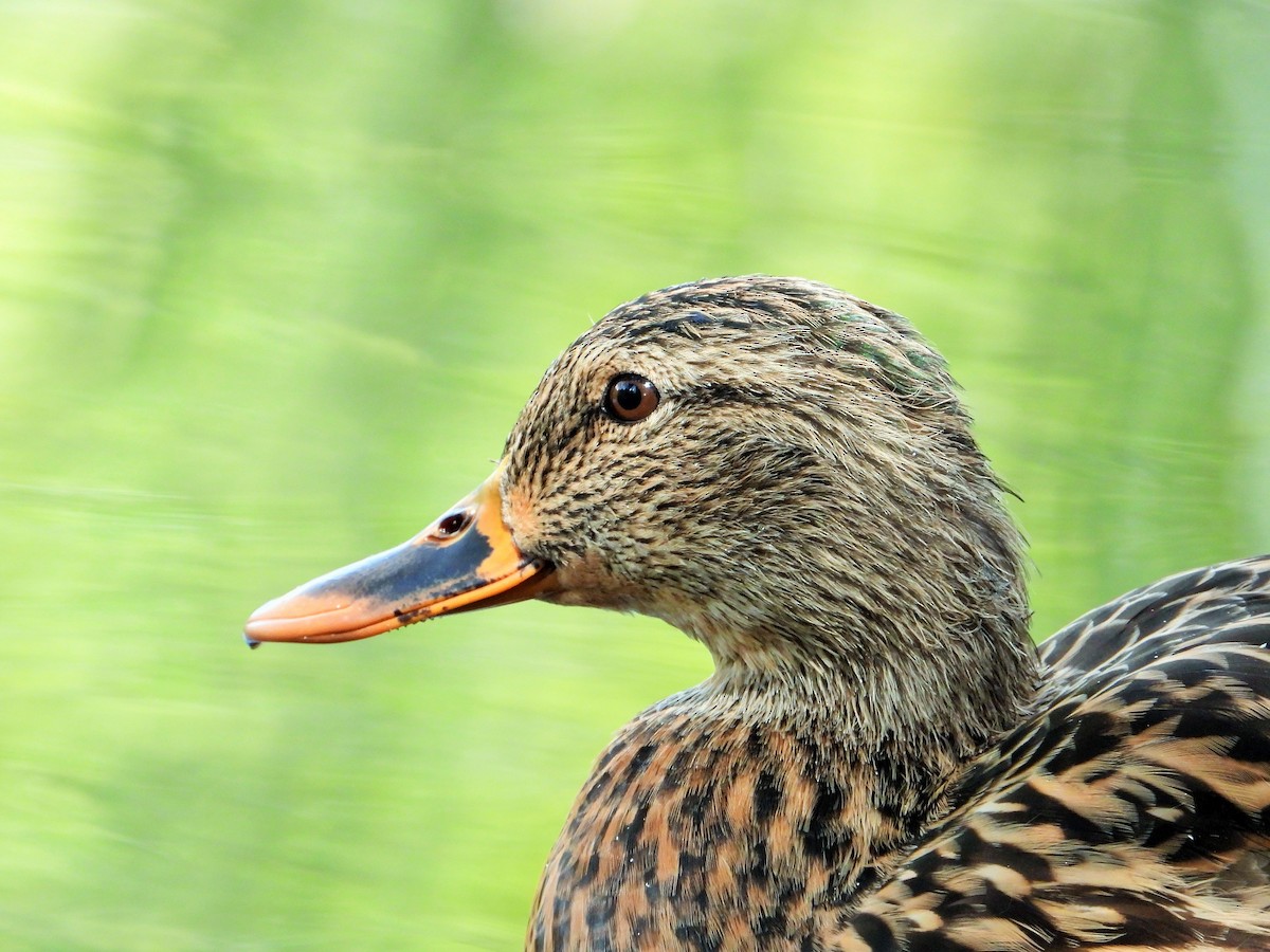 Mallard - ML642640359
