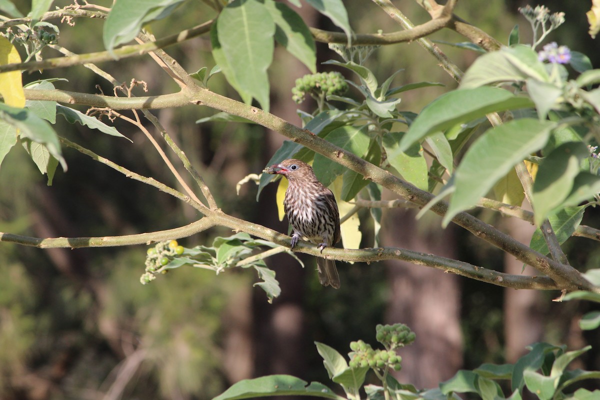 Australasian Figbird - ML642640379