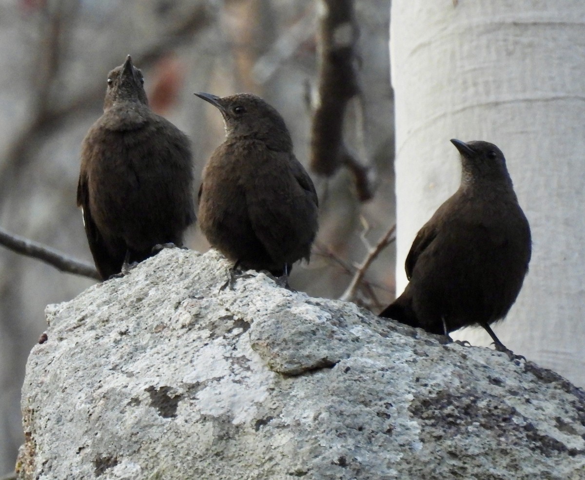 Boulder Chat - ML642640383