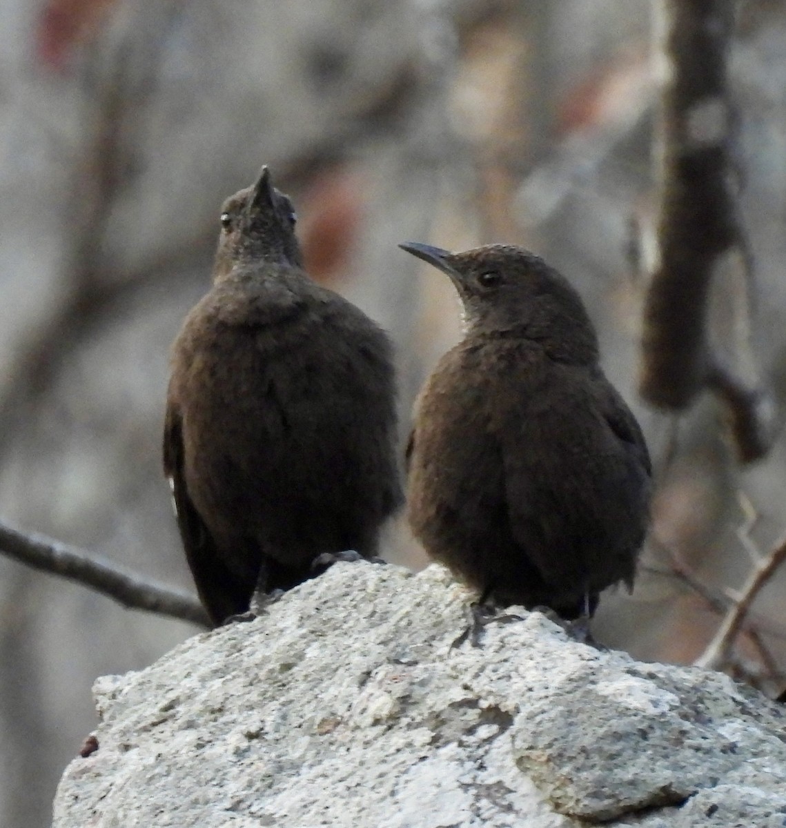 Boulder Chat - ML642640384