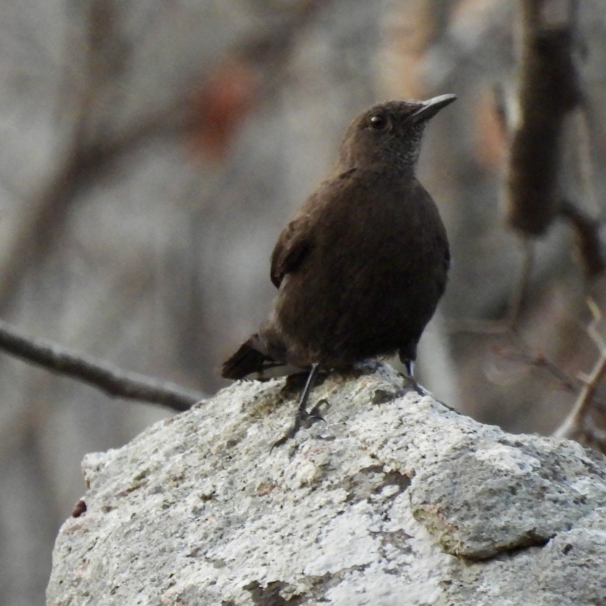 Boulder Chat - ML642640385