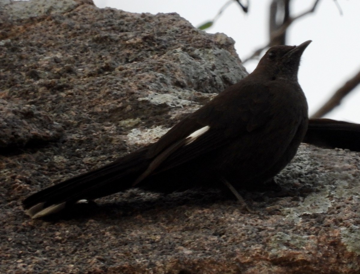 Boulder Chat - ML642640386