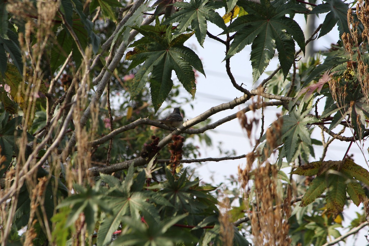 Rufous Whistler - ML642640387