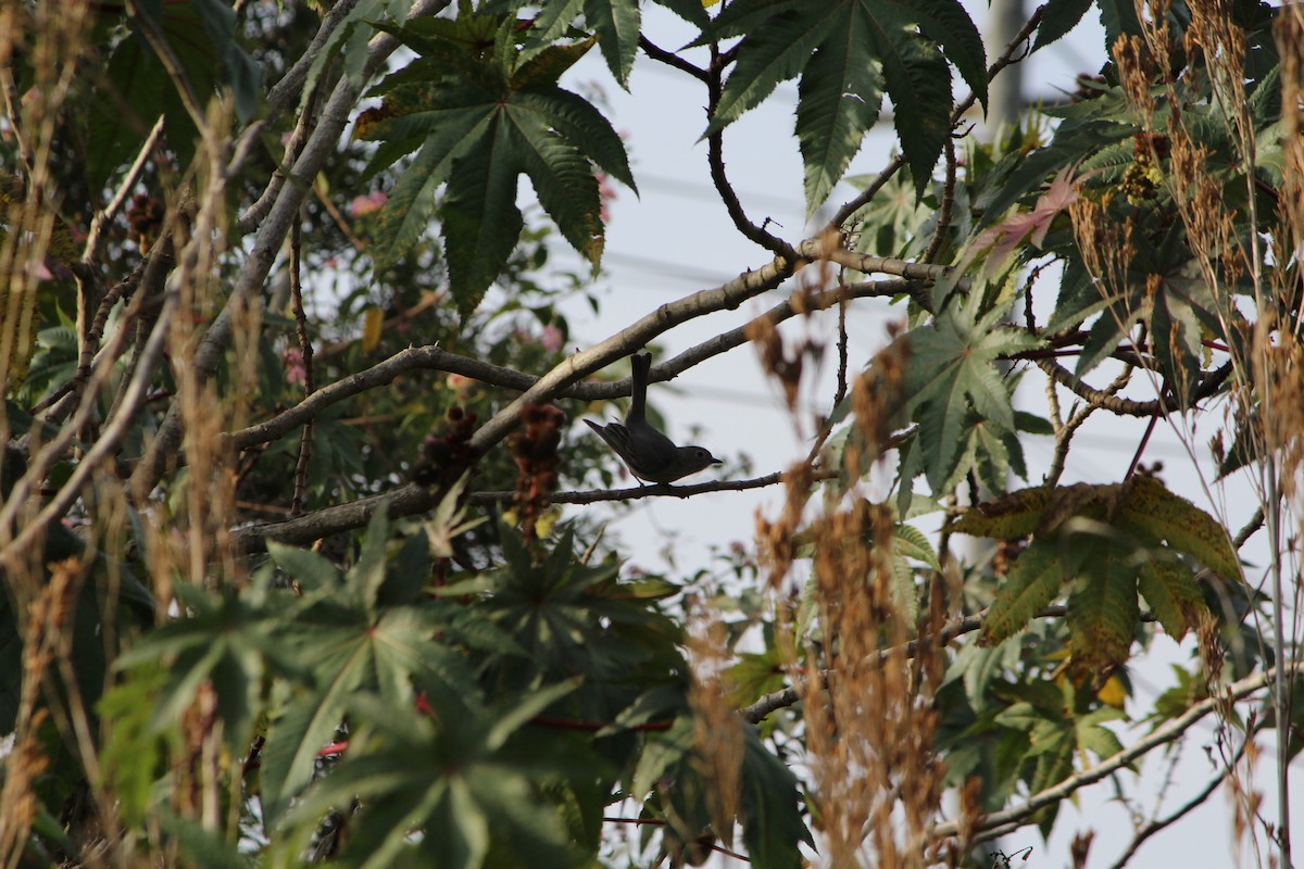 Rufous Whistler - ML642640388