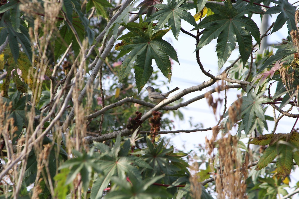 Rufous Whistler - ML642640389