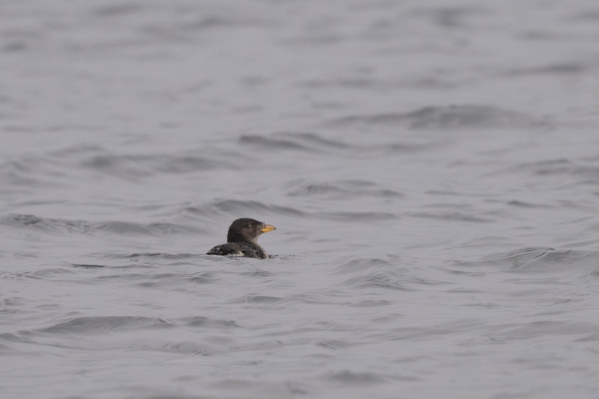 Rhinoceros Auklet - ML642640424