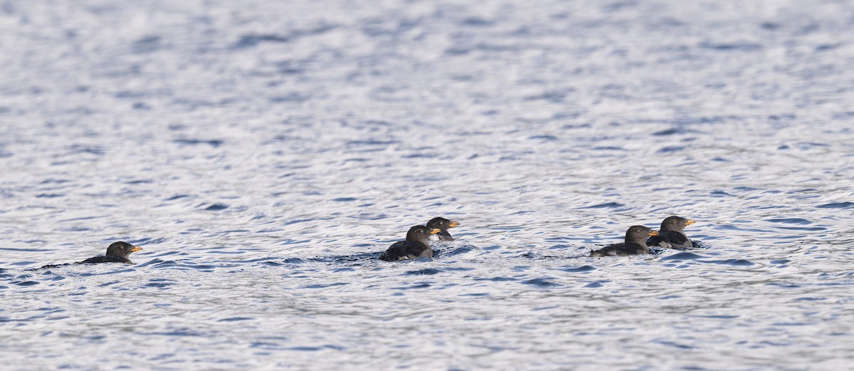 Rhinoceros Auklet - ML642640425