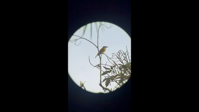 båtnebbtyrann - ML642640426