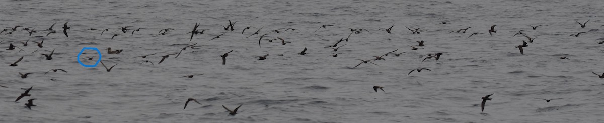 Least Storm-Petrel - ML642640430