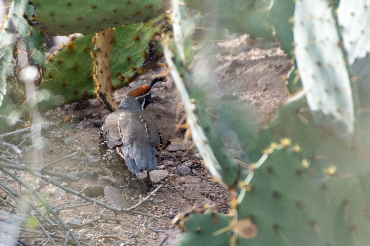 Gambel's Quail - ML642640443
