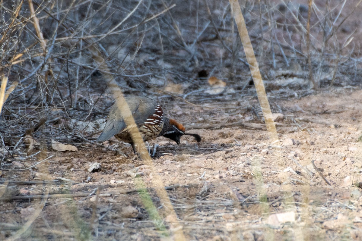 Gambel's Quail - ML642640444