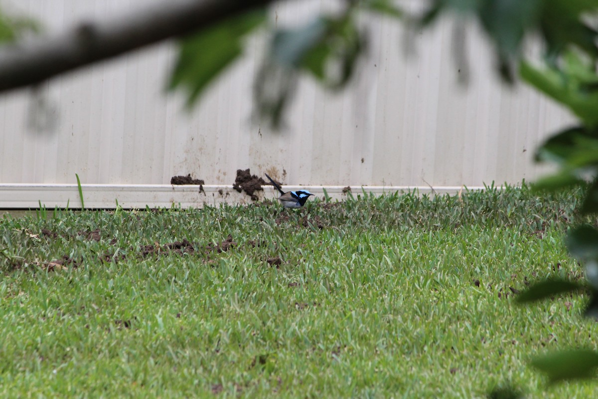 Superb Fairywren - ML642640446