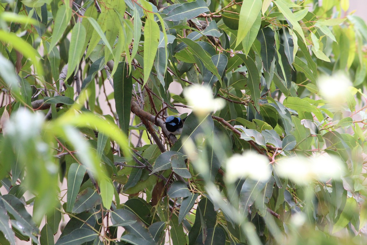 Superb Fairywren - ML642640447