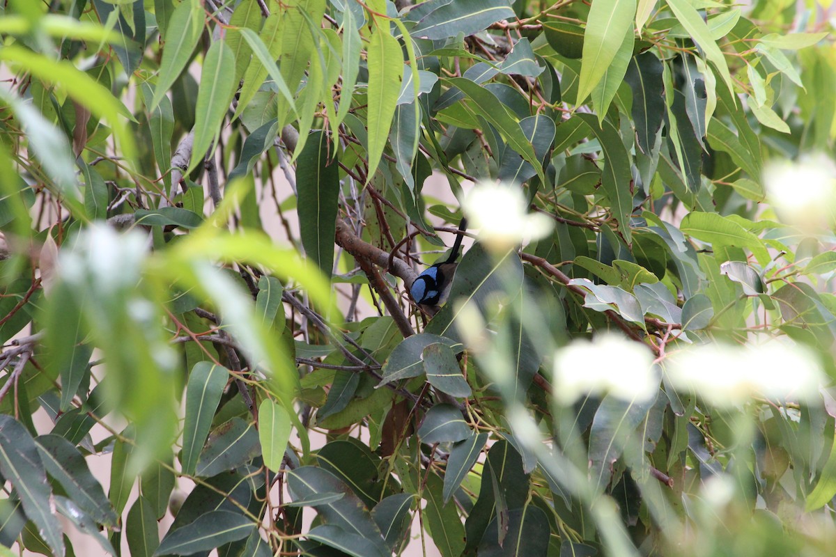 Superb Fairywren - ML642640448
