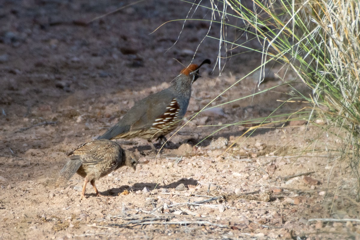 Gambel's Quail - ML642640449