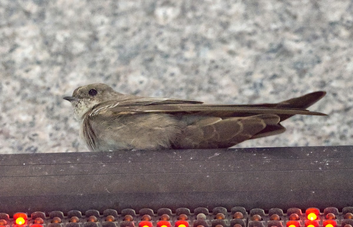 Eurasian Crag-Martin - ML642640457