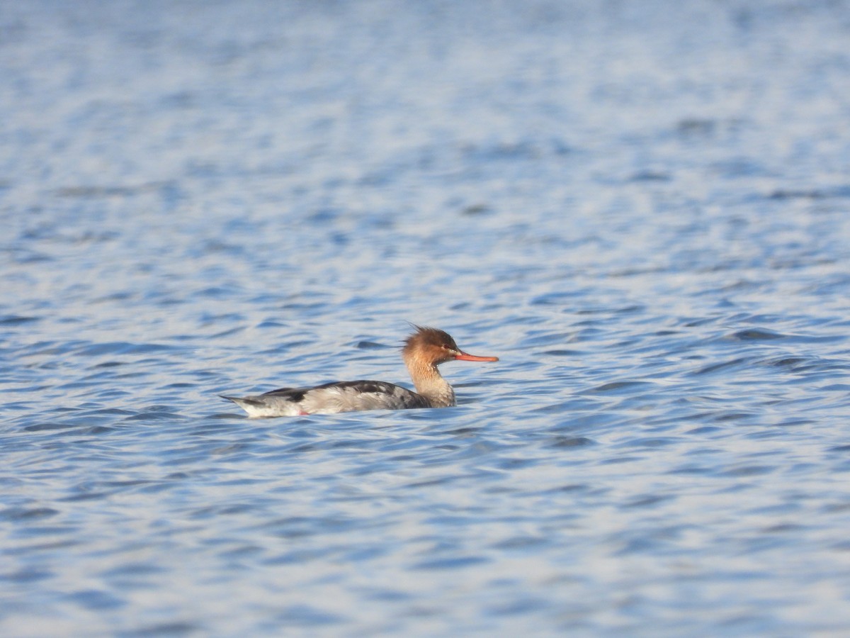 Red-breasted Merganser - ML642640459