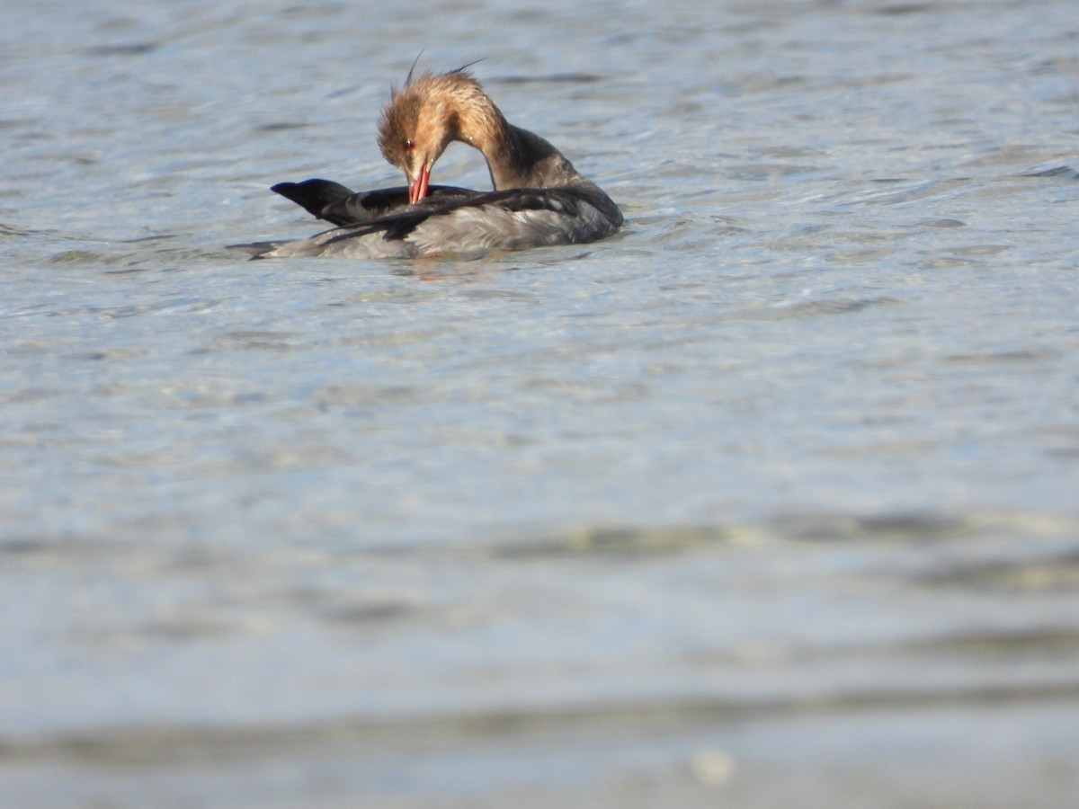 Red-breasted Merganser - ML642640460