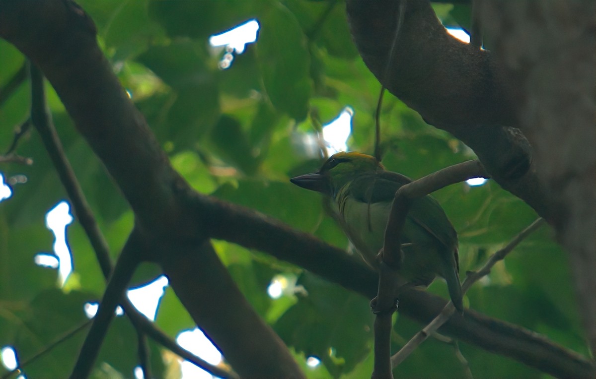 Yellow-crowned Barbet - ML642640461