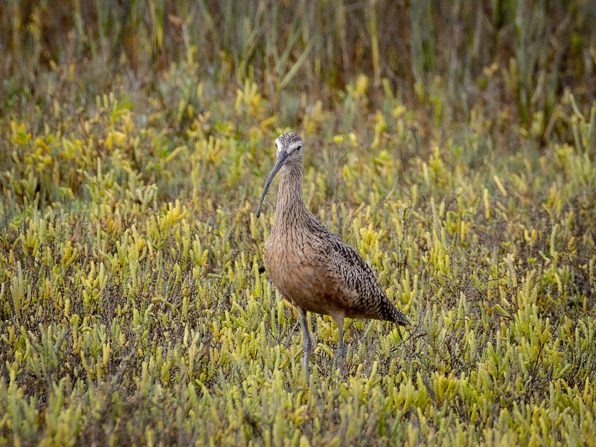 Long-billed Curlew - ML642640466