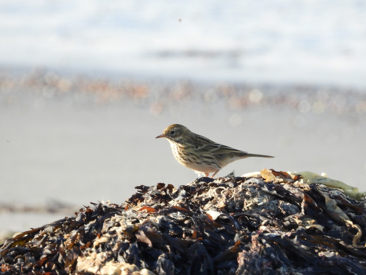 Meadow Pipit - ML642640467