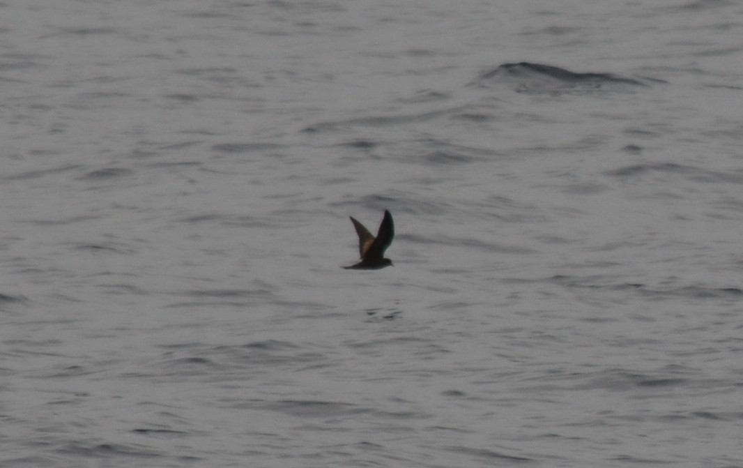 Black Storm-Petrel - ML642640468