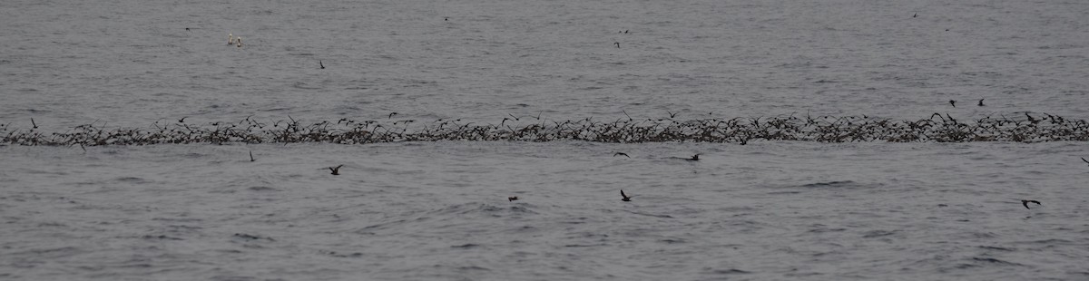 Black Storm-Petrel - ML642640469