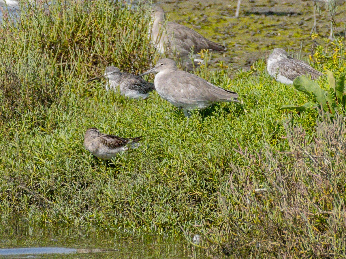 Willet - ML642640474