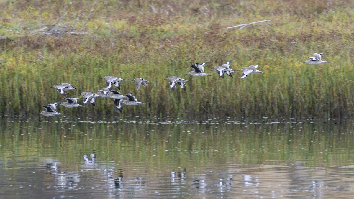 Willet - ML642640475