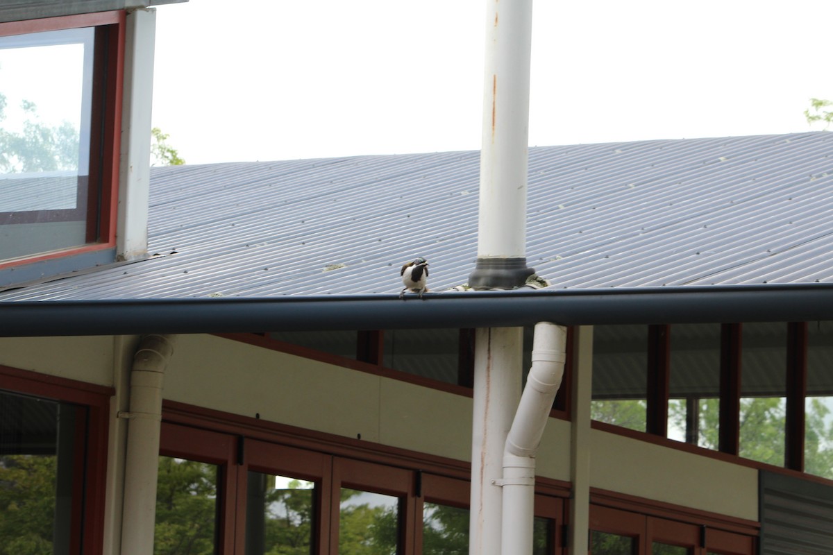 Blue-faced Honeyeater - ML642640479