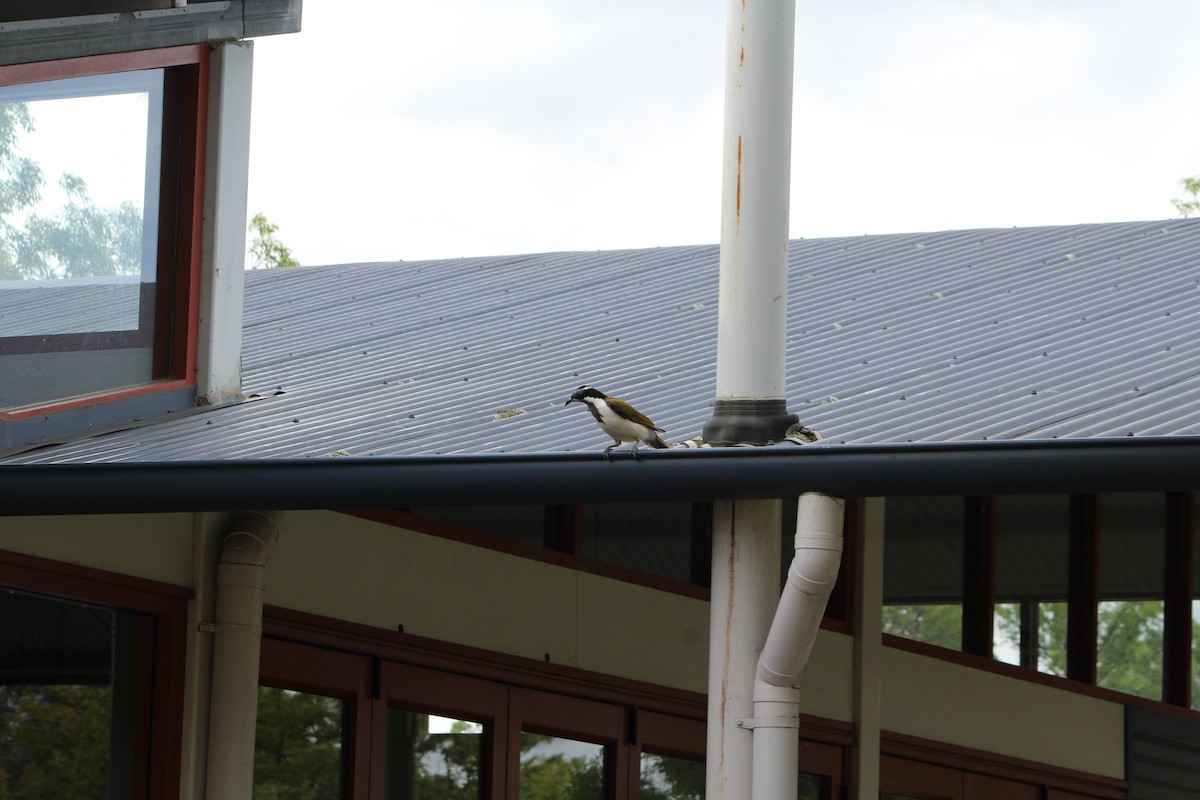 Blue-faced Honeyeater - ML642640480