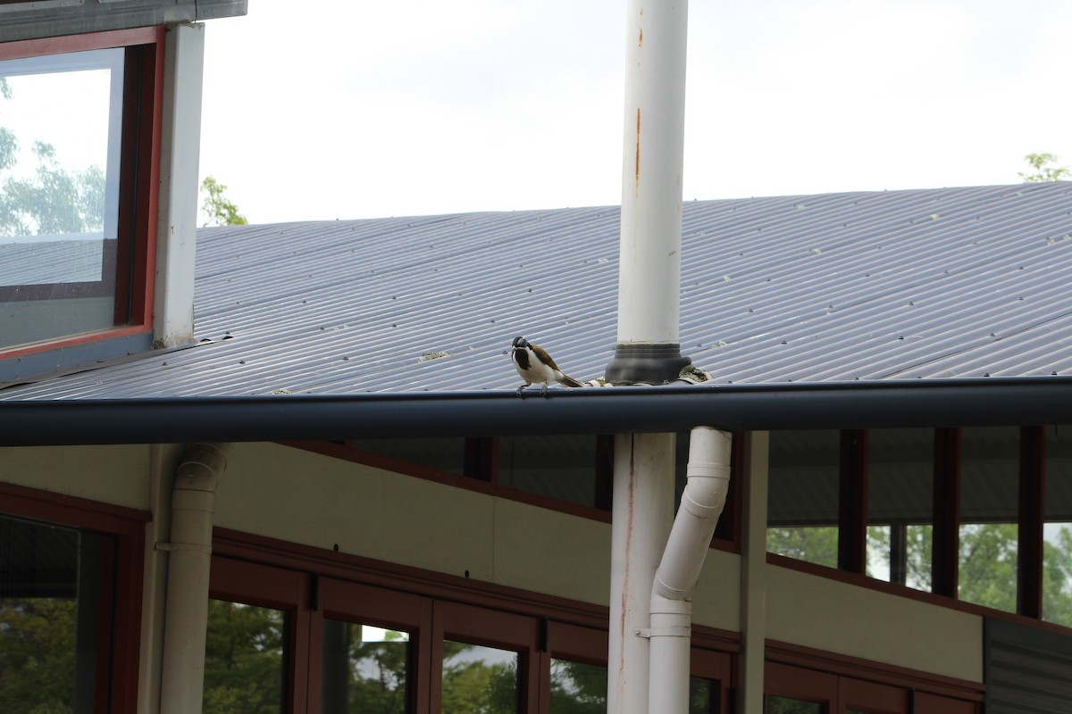 Blue-faced Honeyeater - ML642640481