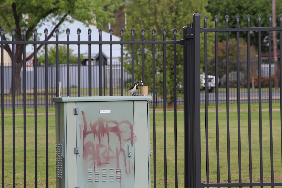 Blue-faced Honeyeater - ML642640483