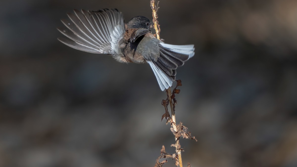 Dark-eyed Junco (Oregon) - ML642640514