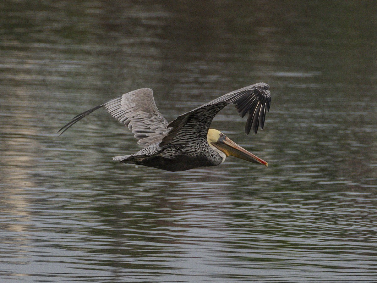 Brown Pelican - ML642640520